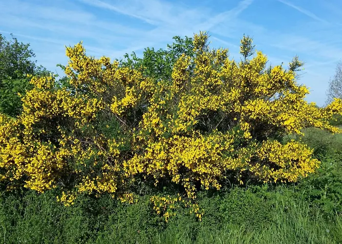 Eifelhoehe Mit Maarpanorama Feriehus Schalkenmehren